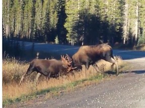 Tawny Tersmette posted this YouTube video on Oct. 7, 2014 after coming across two bull moose going head-to-head in an antler-locking brawl in Kananaskis Country.