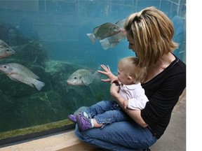 An equipment failure in the Calgary Zoo's Savannah building has killed 85 fish in a pool they shared with hippos.