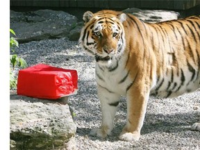 Kita, here recovering from a chest infection, was feeling well enough to sniff at her birthday present of horsemeat on September 2010.