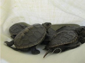 Canada Border Services says 11 baby turtles concealed in an envelope were destined for Calgary before they were rescued by border officials.