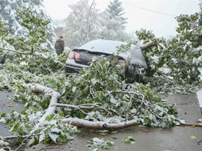 A pedestrian is forced into the street to pass a car covered in tree branches, one of many cases of debris in Calgary caused by a steady overnight snowfall.