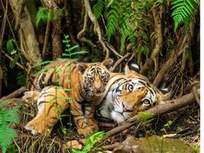 Tigers in Bandhavgarh National Park, India