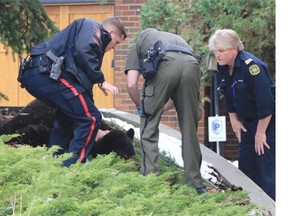 Police and Fish and Wildlife officers check on a tranquillized black bear after it fell from a large spruce tree on Bay Shore Road in Bayview on Friday morning.