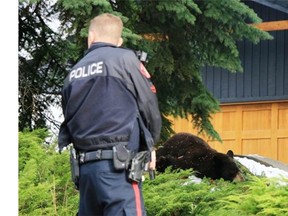 Police keep a close eye on a tranquillized black bear after it fell from a large spruce tree on Bay Shore Road in Bayview on Friday morning.