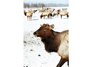 New provincial rules governing domestic elk proclaim that animals that stray from farms remain the property of farmers for the rest of their lives.