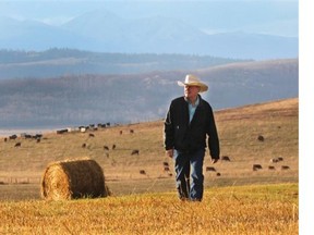 Rancher Gary Akins is a Millarville area rancher who says he’s had 10 calves killed and another three seriously injured by grizzly bear activity in his area. He was photographed on his ranch on October 22, 2014.