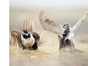 Sage grouse are listed as endangered in Canada after it was determined there are only about 100 birds left in southern Alberta and Saskatchewan.