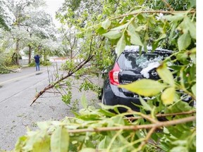 Sam Schneider, a resident on this 400 block of 10 St. N.E., checks out the fallen tree branches caused by the heavy snow with buddy Buddy early in the morning in Calgary on Tuesday.