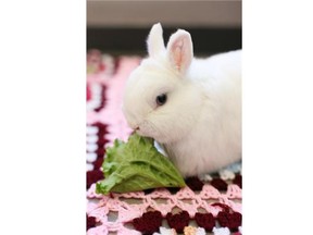 This cotton-tailed critter was among 92 animals removed from a Calgary home.