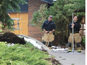 A tranquillized black bear lies on the ground after it fell from a large spruce tree on Bay Shore Road in Bayview on Friday morning.