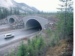 A Trans-Canada Highway wildlife overpass in Banff National Park, a key section of the Yellowstone to Yukon Conservation Initiative.