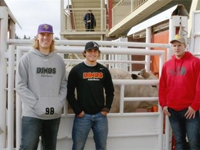 University of Calgary Dinos Joel Van Pelt, Andrew Britton and Ross DeLauw were on hand for a media event promoting the first-annual Cinch Grassroots Pro Rodeo Finals as they compare their weight to a rodeo bull. The event, featuring the top cowboys in Canada, is set for Friday and Saturday at the Agrium Western Event Centre at Stampede Park.