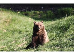 A young female grizzly rests at the Fairmont Banff Springs Golf Course in Banff National Park on June 11, 2014.