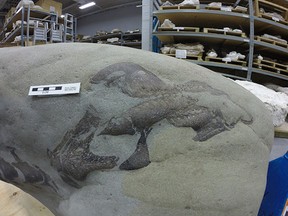 A partial dinosaur skull was discovered in the Castle River by fishermen.