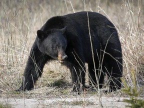 A black bear foraging in Alberta. It's unknown whether it was a black bear or grizzly bear in a minor attack in Kananaskis Country.