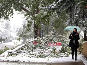 Madeline O'Leary makes her way by downed trees in a September 2014 snowstorm in Calgary.
