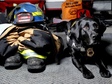 Honey, a 4-year-old black Labrador retriever and an accelerant detection canine with the Calgary Fire Department.