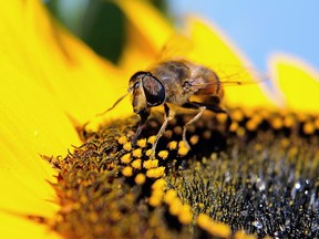 (FILES) This September 4, 2013 file photo shows a honey bee as it gathers pollen from a sunflower in Godewaersvelde, France.  Canada's Ontario province announced on November 25, 2014 plans to restrict the use of controversial pesticides believed to be responsible for mass deaths of bees, in order to safeguard crops. The restrictions are opposed by the chemical industry which says neonicotinoid pesticides are vital for protecting corn and soy crops from insects. The pesticides are less harmful to people and the environment than other chemicals, the chemical industry says. Ontario could become the first jurisdiction in North America to regulate neonicotinoid pesticides, while Europe is halfway through a two-year moratorium on their use.