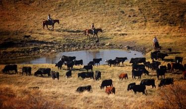 Ranchers ride out into the high country on the Bar S Ranch near Nanton, Alberta to round up their cattle and trail them down to lower elevations for the winter months.