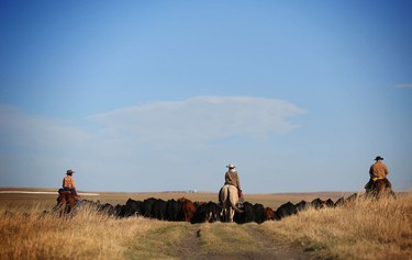 Ranchers ride out into the high country on the Bar S Ranch near Nanton, Alberta to round up their cattle and trail them down to lower elevations for the winter months.