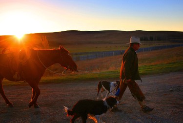 As the sun rises on the Bar S Ranch near Nanton, Alberta, Clay Chattaway gathers his horses before riding out to gather cattle from the high country and trail them into the winter pastures on the Ranch.