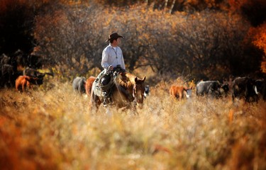 Morgan Chattaway rides out into the high country on the Bar S Ranch near Nanton, Alberta to round up their cattle and trail them down to lower elevations for the winter months.