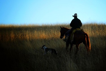 As the sun rises on the Bar S Ranch near Nanton, Alberta, Clay Chattaway rides into the high country to gather his cattle and bring them down to the winter pastures on the ranch.