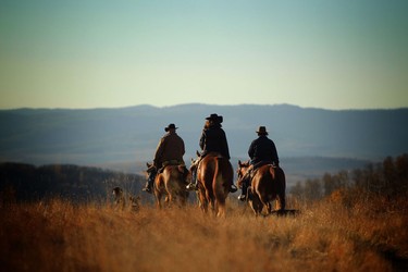 Ranchers ride out into the high country on the Bar S Ranch near Nanton, Alberta to round up their cattle and trail them down to lower elevations for the winter months.