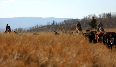 Ranchers ride out into the high country on the Bar S Ranch near Nanton, Alberta to round up their cattle and trail them down to lower elevations for the winter months.