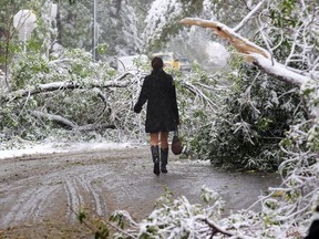 A pedestrian weaves around fallen trees in Crescent Heights after September's snowstorm.