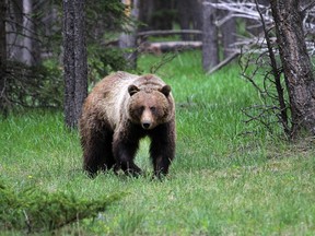 Female grizzly No. 148 is being monitored by a GPS collar to help her survival.