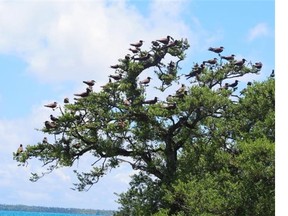 A flock of frigate birds finds a home on Bird Island, part of a 
 half-day boat trip from Tikehau, which also includes snorkelling and lunch on a beach.(Lisa Monforton/Calgary Herald). For Travel story by Lisa Monforton.