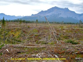 A Spray Lake Sawmills clearcut in the north Ghost area.