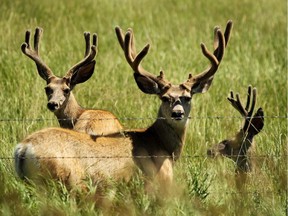 Young mule deer bucks roam a field near Waterton, Alberta in July 2012.