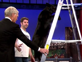 Calgary rescue dog Lexi climbs a ladder during her appearance on the Letterman Show.