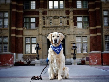 Motu, a 6-year-old white blond golden retriever is part of the Pet Access League Society (PALS) that goes to the SAIT puppy room and helps students with their stress levels during exams.