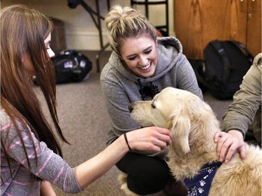 Motu, a 6-year-old white blond golden retriever is part of the Pet Access League Society (PALS) that goes to the SAIT puppy room and helps students like Karlee Robideau, middle and Madison Huber,right, with their stress levels during exams.