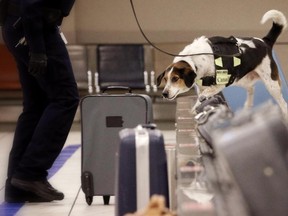 Rusty, an 8-year-old beagle border collie cross is a sniffer dog with Canada Border Services Agency.