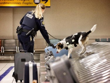 Rusty, an 8-year-old beagle border collie cross sniffer dog with Canada Border Services Agency, along with his handler CBSA officer Laura Hiscott.