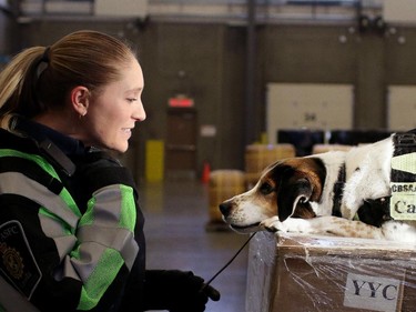 Rusty, an 8-year-old beagle border collie cross and a sniffer dog with Canada Border Services Agency, along with his handler, CBSA officer Laura Hiscott.