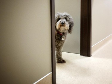 Tallulah, an 11-year-old Australian labradoodle and a therapy dog with the department of psychosocial oncology at AHS waits for a patient.