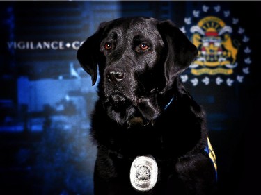 Calgary Police Victim Services four-year-old black Labrador retriever Hawk provides comfort to victims of crime.