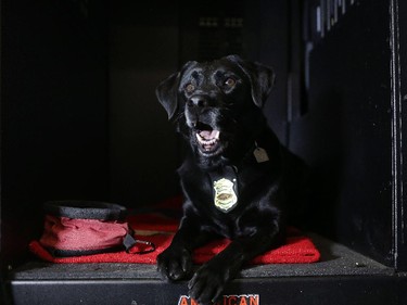 Honey, a 4-year-old black Labrador retriever and an accelerant detection canine with the Calgary Fire Department, is a dog on the job.