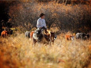 Morgan Chattaway rides out into the high country on the Bar S Ranch near Nanton, Alberta to round up their cattle and trail them down to lower elevations for the winter months.