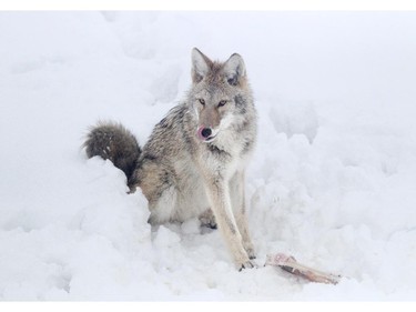 A coyote enjoys a meal south of Calgary near Nanton Wednesday.