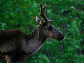 Decades of energy and forestry development in caribou habitat -- old-growth boreal forest -- have reduced overall numbers by 60 per cent.