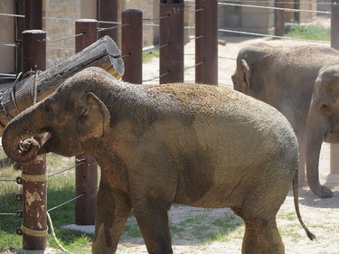 Three female Asian elephants, from left, Maharani, Kamala and Swarna, appear before the public for the first time after being in quarantine at the Smithsonian National Zoological Park.