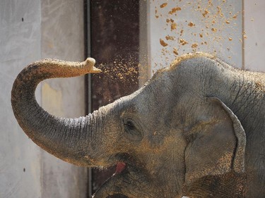 Maharani, one of three new female Asian elephants throws dirt over herself as the three elephants were are on display to the public for the first time after being in quarantine at the Smithsonian National Zoological Park on June 23, 2014 in Washington, DC. (Photo by / The Washington Post) MANDATORY CREDIT. NO SALES.  NO TRADES.  NO WIRES.
