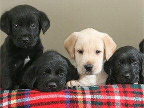 Puppies like these five-week-old Labs deserve to be protected from cruelty by an Animal Charter of Rights and Freedoms.
