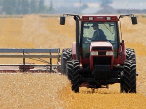 A Lyalta, Alta., area farmer harvests his grain crop in August 2012.